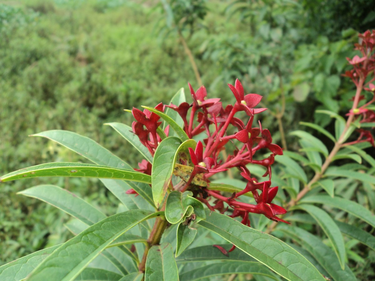 Clerodendrum indicum (L.) Kuntze